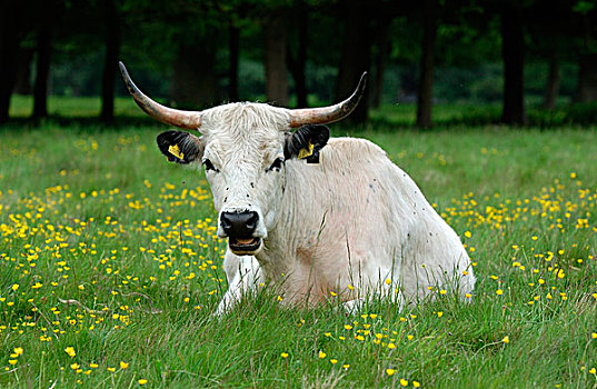 白色,公园,牛,母牛,地点,毛茛,咀嚼,伯克郡,英格兰,英国,欧洲