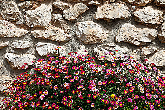 石墙,正面,红色,花,西班牙,欧洲
