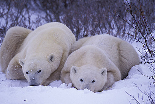 加拿大,曼尼托巴,北极熊,母兽,幼兽,两个,一半