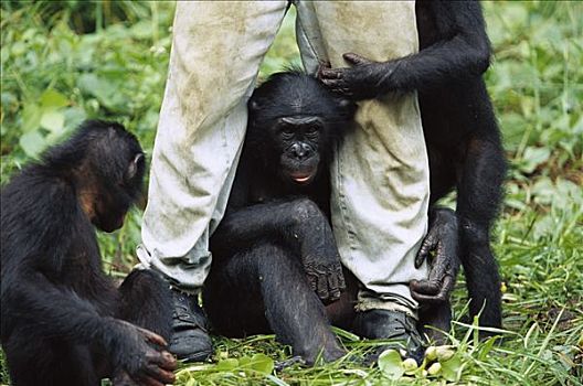 倭黑猩猩,玩,看护,刚果