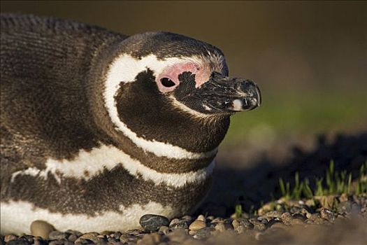 麦哲伦企鹅,小蓝企鹅,巴塔哥尼亚,东海岸,大西洋,阿根廷,南美
