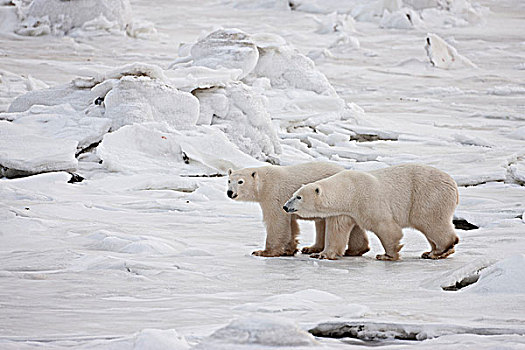 北极熊,成年,幼兽,冰,海岸,哈得逊湾,海豹,河,河口,曼尼托巴,加拿大