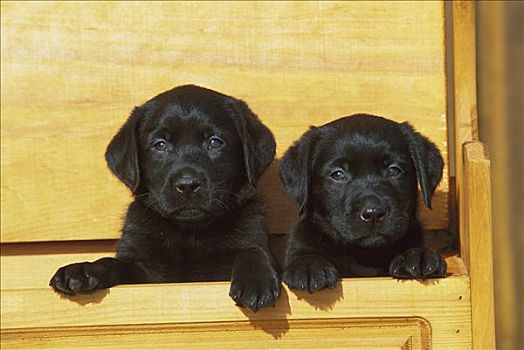 黑色拉布拉多犬,狗,两个,小狗,偷窥,室外,盒子