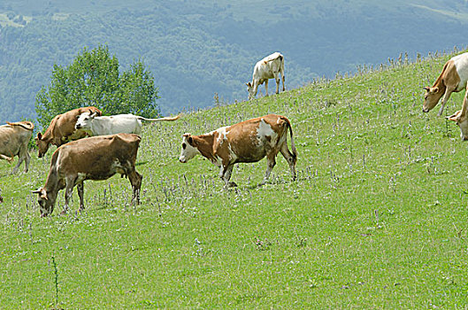 母牛,放牧,草地,地点