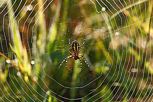 橫紋金蛛,蜘蛛网,巴伐利亚,德国