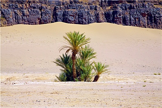 棕榈树,自然,风景,摩洛哥