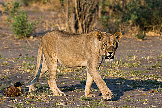 头像,雌狮,狮子,走,萨维提,湿地,乔贝国家公园,博茨瓦纳