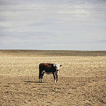 母牛,站立,田野,帕卢斯,惠特曼县,华盛顿,美国