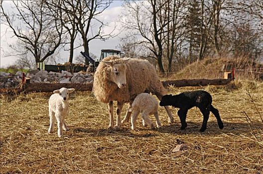 黑色,羊羔,母兽,绵羊,梅克伦堡前波莫瑞州,德国,欧洲