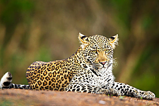 豹,特写,狩猎屋,南非
