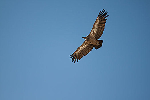 粗毛秃鹫,飞行,巴尔干,土库曼斯坦,亚洲