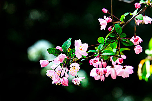 春天盛开的海棠花