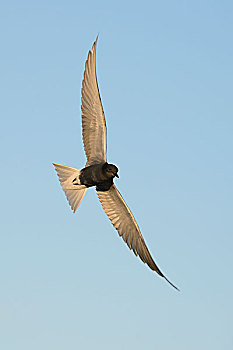 飞,黑燕鸥,格尔德兰,荷兰,欧洲