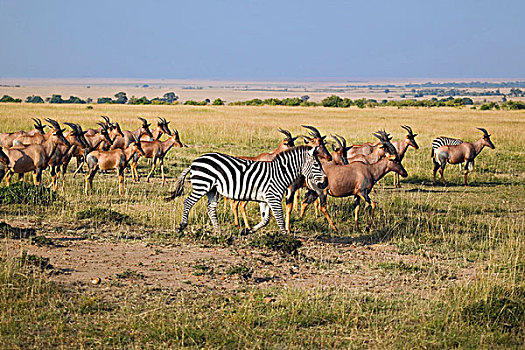 斑马,牧群,马赛马拉,肯尼亚