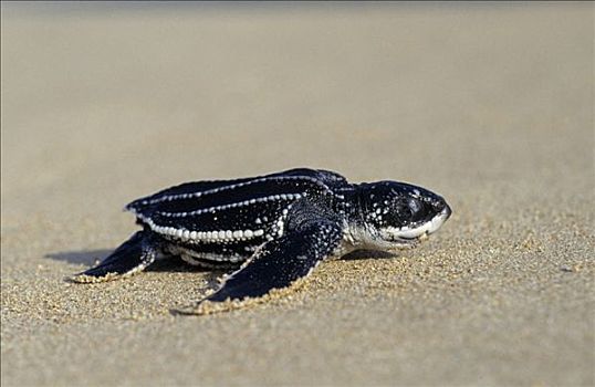 棱皮海龟,棱皮龟,孵化动物,爬行,水,麦尔斯堡海滩,圭亚那
