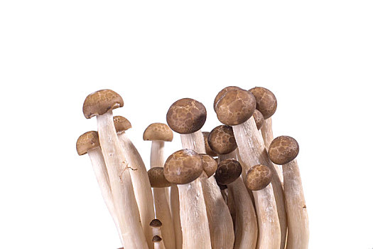 蘑菇,菌