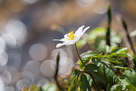 白头翁,银莲花属,亮光,反射,黑森州,德国,欧洲