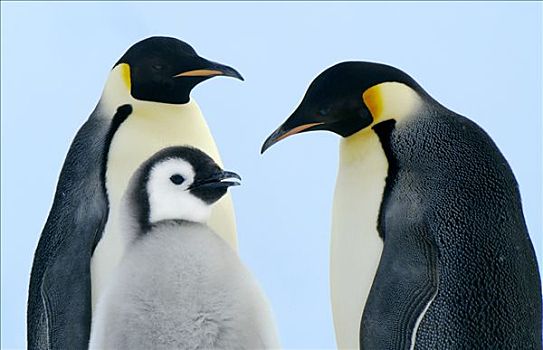 帝企鹅,家族,威德尔海,南极