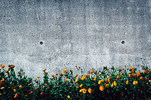 花,墙壁