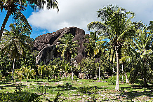 棕榈树,小树林,正面,黑色,花冈岩,石头,拉迪格岛,塞舌尔,非洲