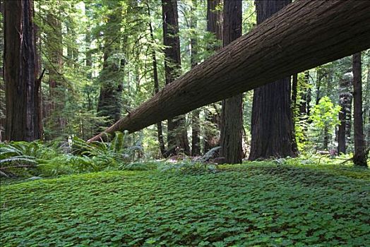 巨杉,树,公园,红杉国家公园,加利福尼亚,美国