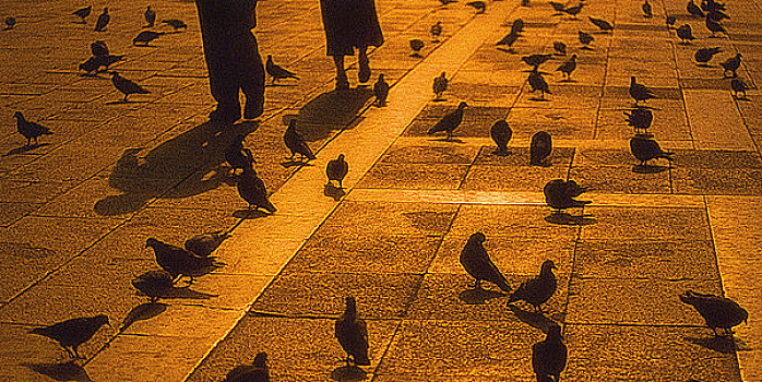 人,鸽子,圣马可广场,威尼斯,意大利