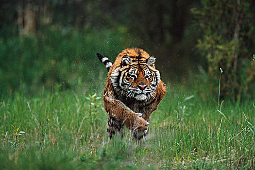 湿,西伯利亚虎,奔跑