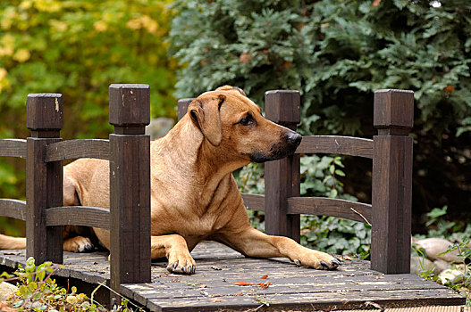 杂交品种,罗德西亚背脊犬,躺着,木桥