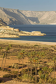 海滩,棕榈树,城堡,左边,自然保护区,阿尔默里亚省,安达卢西亚,西班牙,欧洲