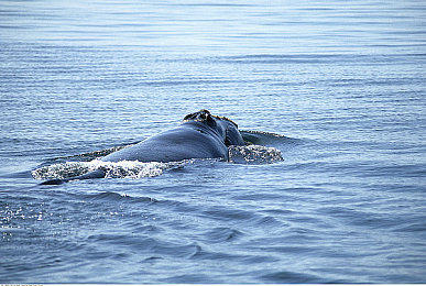 露脊鲸图片