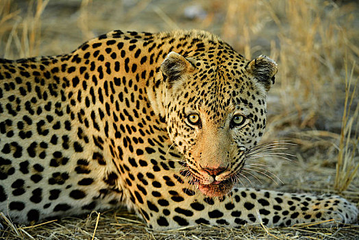 豹,卧,血,嘴,纳米比亚,非洲