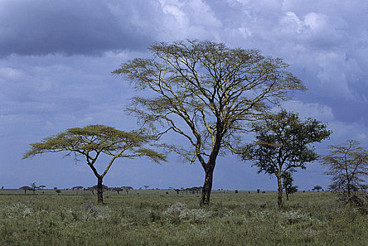 坦桑尼亚,塞伦盖蒂,刺槐,左边