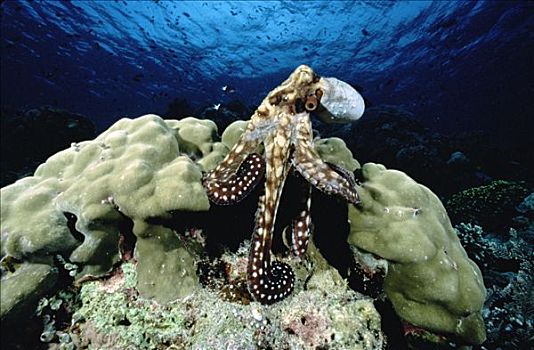 礁石,章鱼,霞水母章鱼,肖像,万鸦老,北苏拉威西省,印度尼西亚