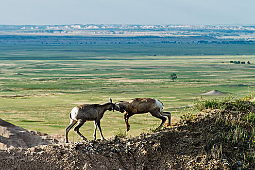 大角羊,争斗,荒地国家公园,南达科他,美国