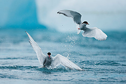 冰岛,斯卡夫塔菲尔国家公园,两个,北极燕鸥,鱼,水中,靠近,冰山