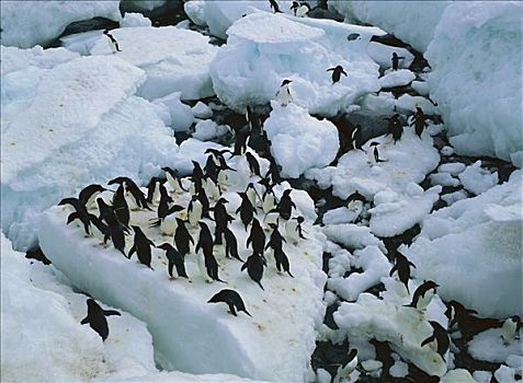 阿德利企鹅,群,冰山,退潮,南极半岛