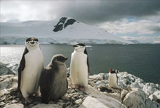帽带企鹅,南极企鹅,父母,幼禽,天堂湾,南极半岛