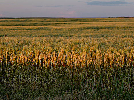 大麦,地点,曼尼托巴,加拿大