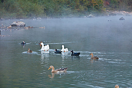 湖,水面,雾气,蒸腾,白雾,水蒸气,缥缈,仙境,灵性,家禽,鸭子,鹅,游动,自在,安静,自然,风光