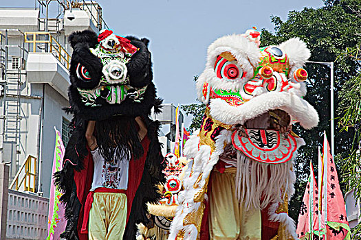 狮子,跳舞,表演,苏格兰帽,庙宇,香港