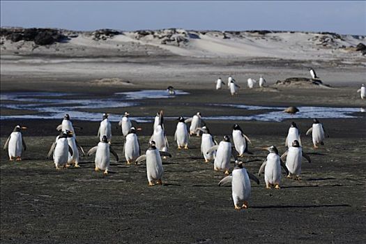 巴布亚企鹅,群,生物群,福克兰群岛