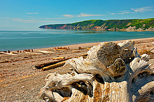 浮木,海滩,港口,芬地湾,新斯科舍省,加拿大