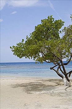 树,海滩,胜地,海湾群岛,洪都拉斯