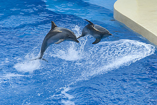 香港海洋公园海豚跳水表演