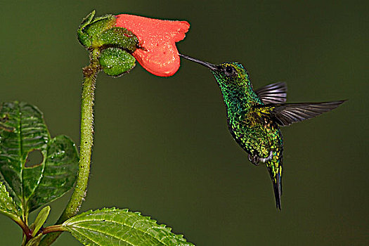 西部,翠绿色,蜂鸟,进食,花,飞,厄瓜多尔