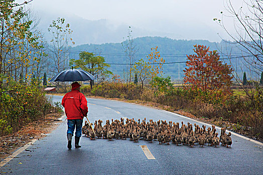 行人,道路,鸭子