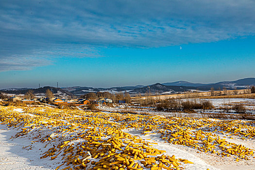 东北农村玉米丰收场景