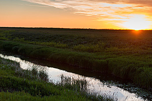 湿地,日出,曼尼托巴,加拿大
