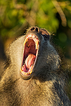 非洲,博茨瓦纳,乔贝国家公园,成年,雄性,南非大狒狒,豚尾狒狒,大,尖牙,哈欠,早晨,太阳,乔贝,河