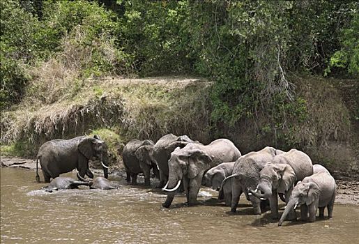 大象,喝,沭浴,马拉河,肯尼亚